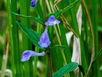 Scutellaria galericulata